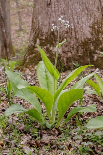Wild Comfrey Bonsai (Conceptual)