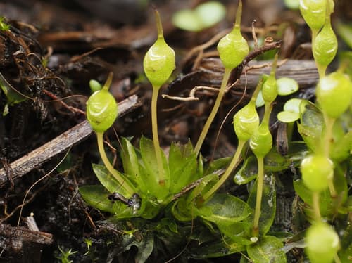 Common Bladder Moss