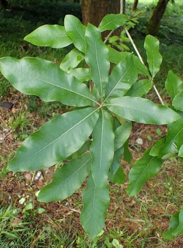 Shingle Oak Bonsai (Foliage Study)