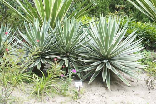 Caribbean Agave