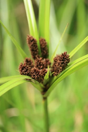 Giant Umbrella Sedge Bonsai