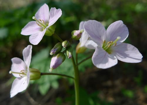 Nuttall's Toothwort
