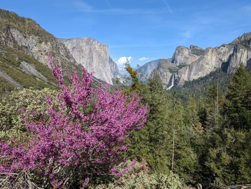 Western Redbud Bonsai