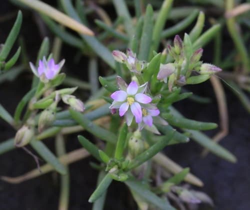 Saltmarsh Sand Spurry