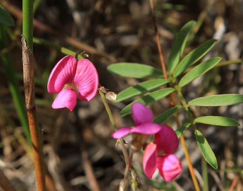Cape Hoarypea