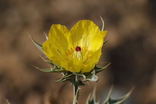 Mexican Prickly Poppy