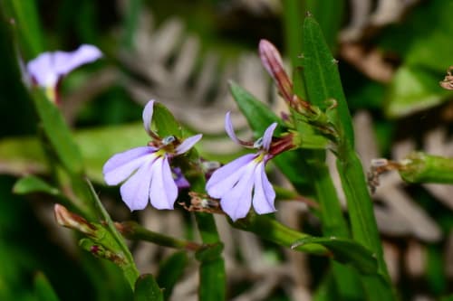 Angled Lobelia Bonsai