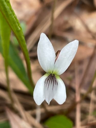Southern Water Violet