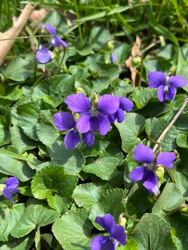 Dooryard Violet