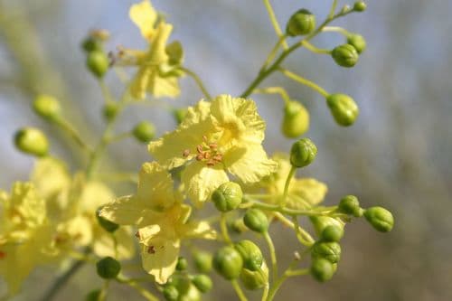 Blue Palo Verde Bonsai