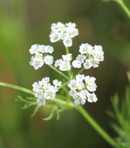 Prairie Bishop Flower