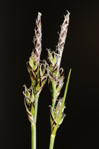 Japanese Black Pine Bonsai