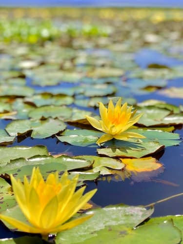 Yellow Waterlily