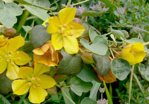 California Flannelbush Bonsai