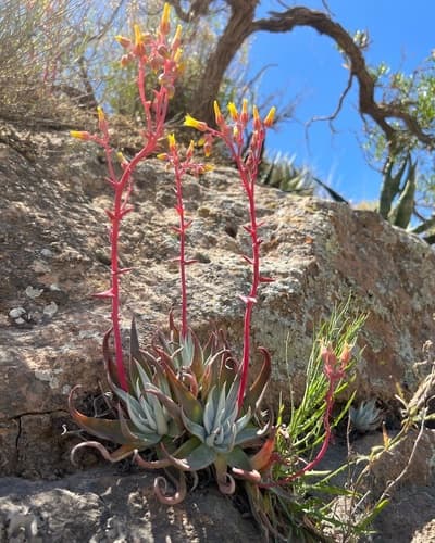 Panamint liveforever