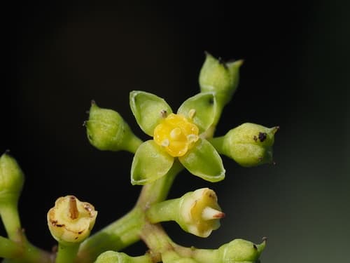 Corniculate Cayratia