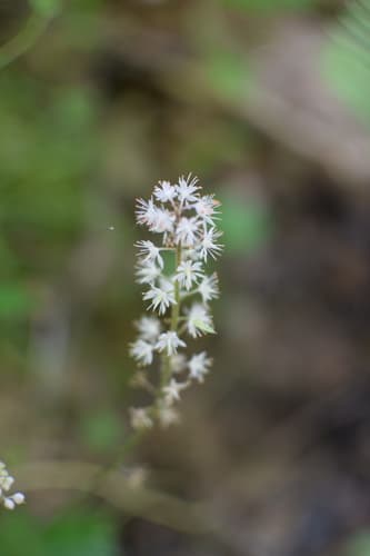 Southern Foamflower