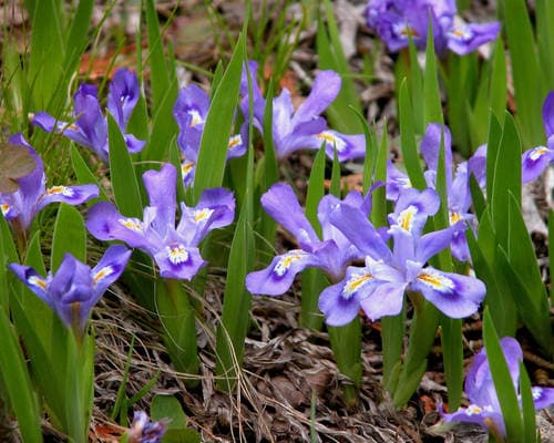 Dwarf Lake Iris