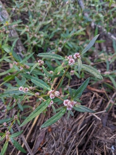 Lesser Joyweed Bonsai