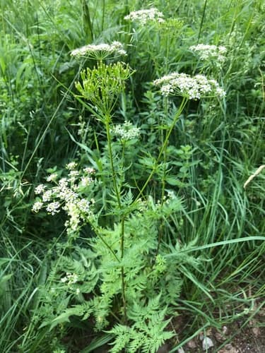 Golden Chervil Bonsai (Wild Specimen)