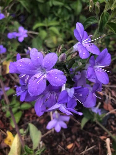 Blue Bushviolet