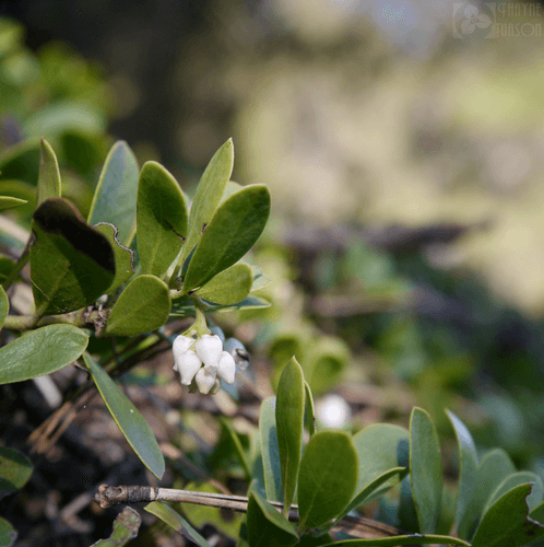 Pinemat Manzanita Bonsai