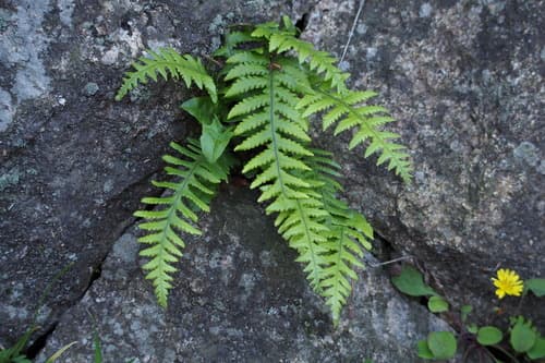 Japanese Beech Fern