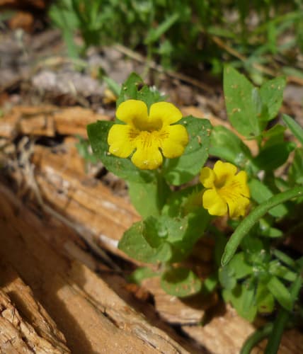 Musk Monkeyflower Bonsai