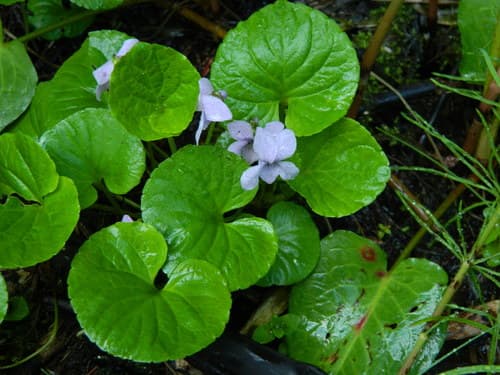 Alpine Marsh Violet