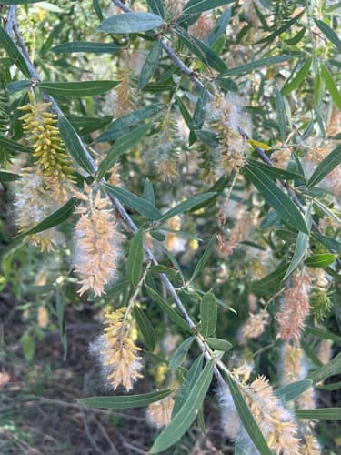Goodding's Willow Bonsai