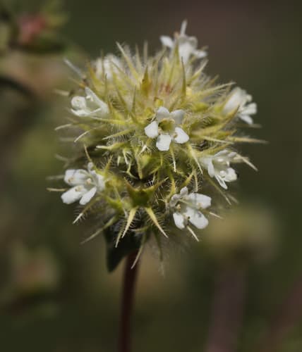 Spanish Wood Marjoram