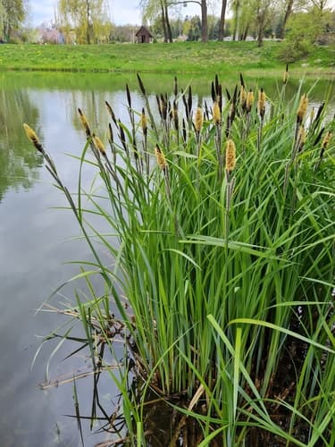 Lesser Pond Sedge Bonsai