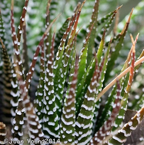 Zebra Haworthia