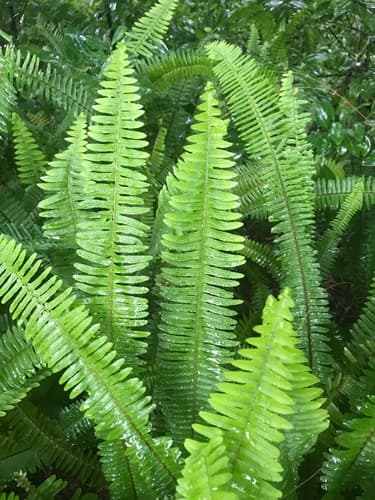 Southern Sword Fern