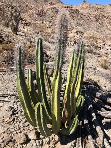 Senita Cactus