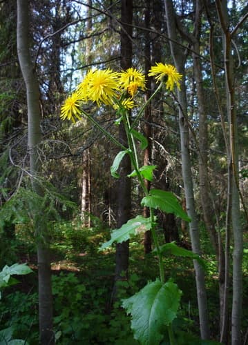 Crepis sibirica Wild Plant