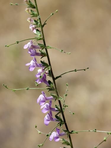 wiry snapdragon