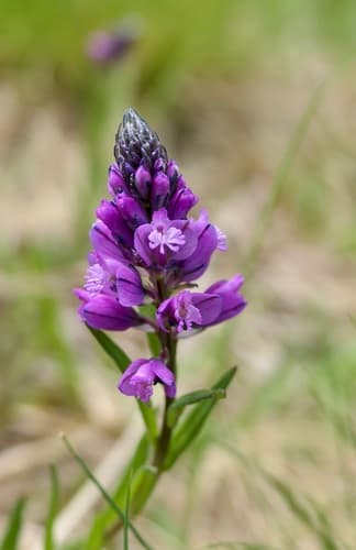 Tufted Milkwort