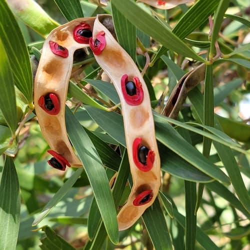 western coastal wattle