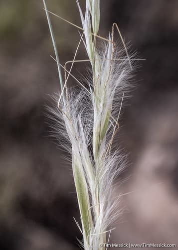 Desert Needlegrass