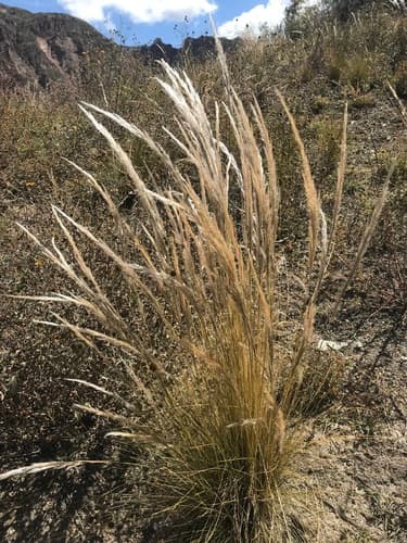 Peruvian Feather Grass Bonsai (Conceptual)