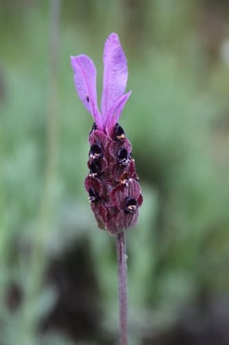 Spanish Lavender