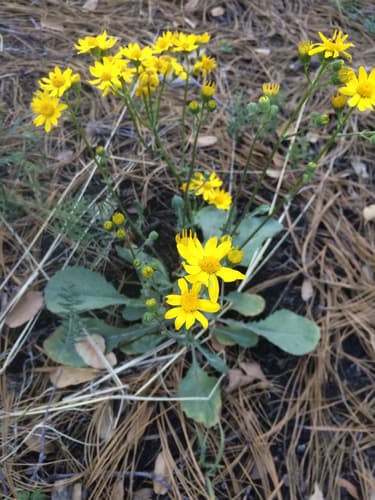 New Mexico Groundsel Bonsai