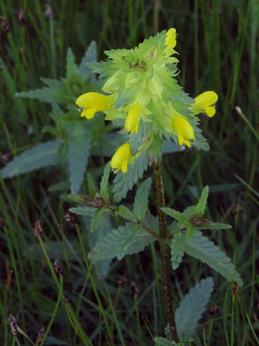 Greater Yellow-rattle