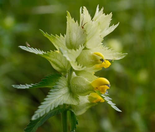 Greater Yellow Rattle