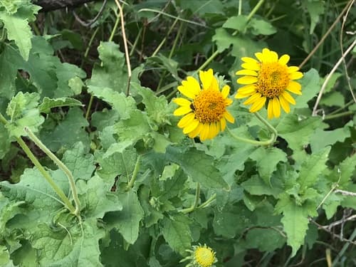 Awnless Bushsunflower
