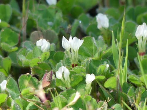 Subterranean Clover Bonsai