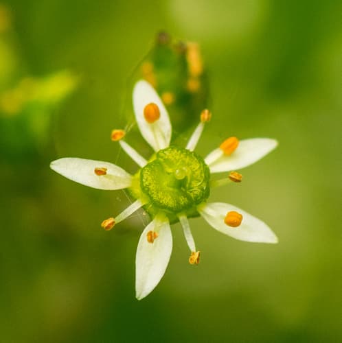 Swamp Saxifrage Bonsai