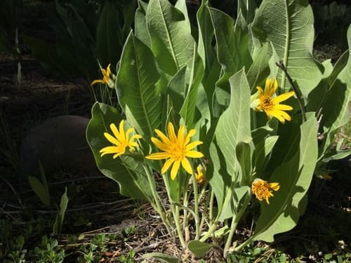 Woolly Mule's Ears