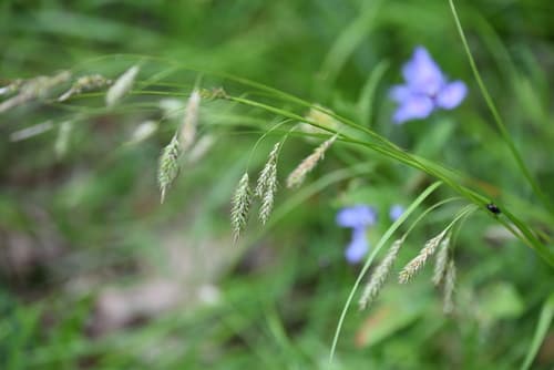 Cherokee Sedge